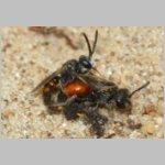 Sphecodes sp - Blutbiene 14c 4-5mm Paarung - Sandgrube Niedringhaussee.jpg